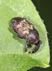 Glyptobaris lecontei