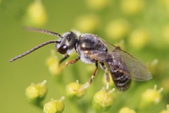 Halictus tripartitus