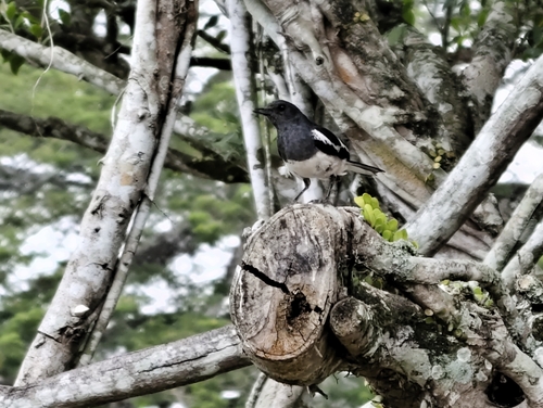 Oriental Magpie-Robin