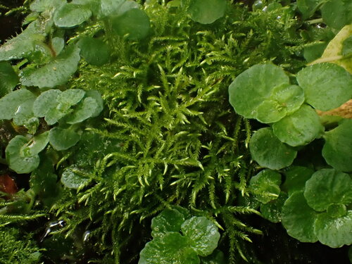 Brachythecium rivulare observed 2026-08-06