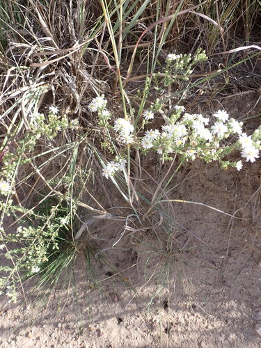 heath aster