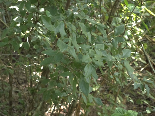 Lindera glauca, 2026-09-11