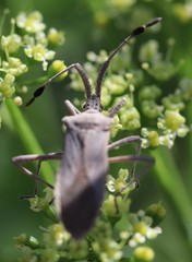 Chariesterus antennator