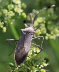 Chariesterus antennator