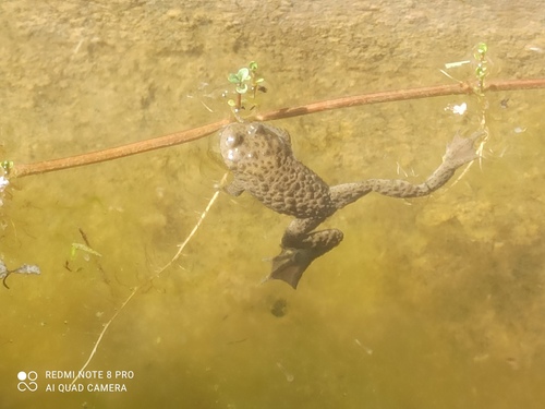 Yellow-bellied Toad