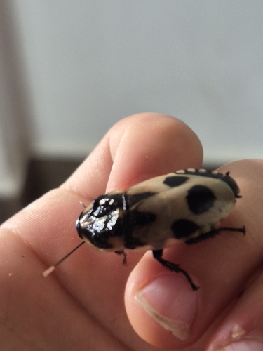 Hormetica sexnotata