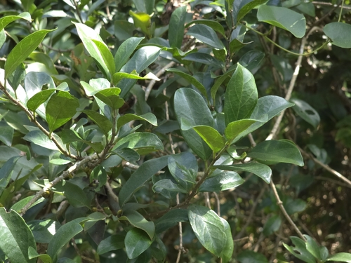 Gymnema sylvestre, photograph 4