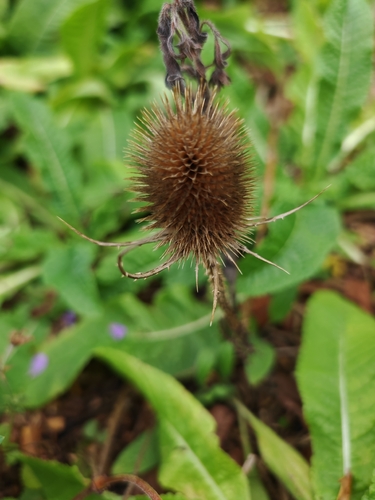 wild teasel