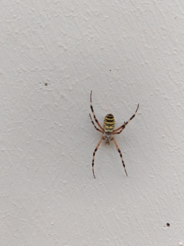 Wasp Spider