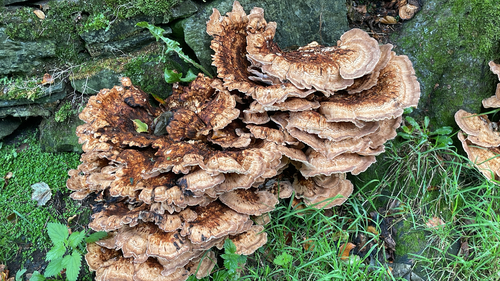 Giant Polypore