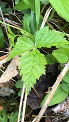 Rubus pubescens