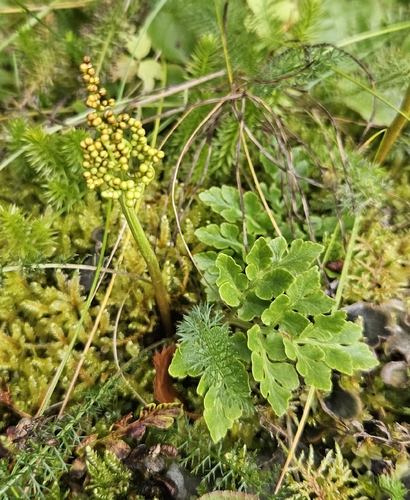 leathery grapefern