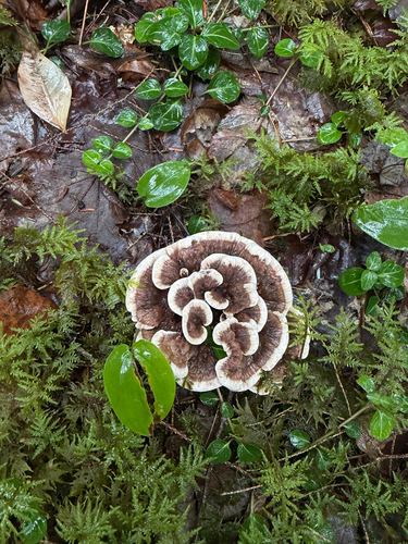 Thelephorales