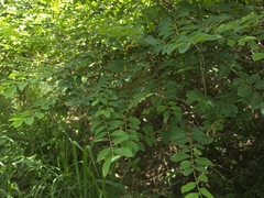 Bridelia tomentosa