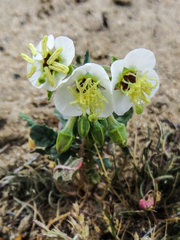 Chylismia claviformis claviformis