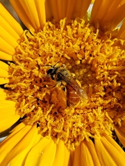 Andrena balsamorhizae