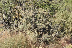 Cylindropuntia molesta molesta