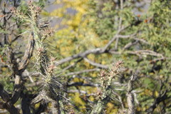 Cylindropuntia molesta molesta