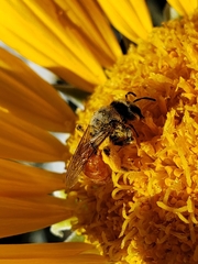 Andrena balsamorhizae