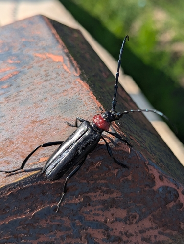 Red necked longhorn beetle
