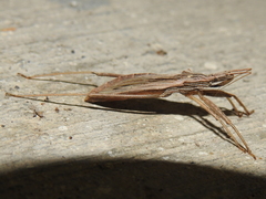 Pygolampis pectoralis