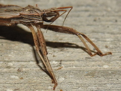 Pygolampis pectoralis