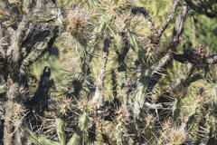 Cylindropuntia molesta molesta