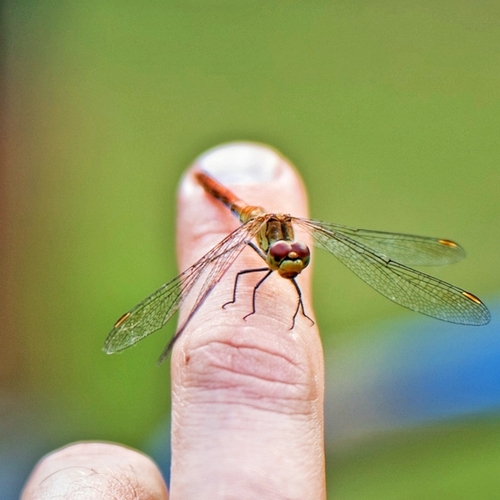 Ruddy Darter