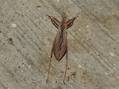 Pygolampis pectoralis