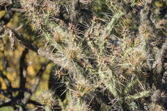 Cylindropuntia molesta molesta