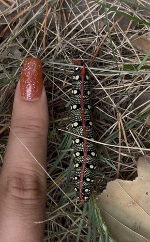 Leafy Spurge Hawkmoth