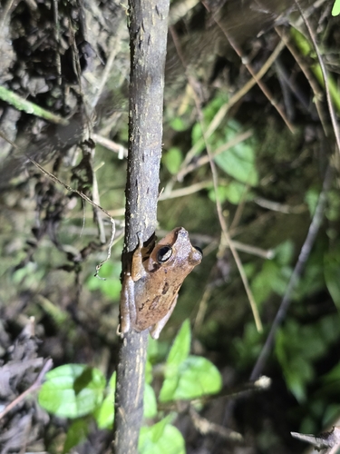 Schneider's shrub frog