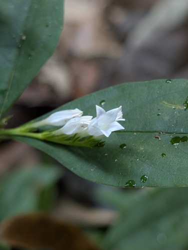 Spigelia hamellioides, 2026-09-06