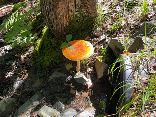 amanita mushrooms
