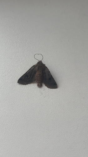 Brown-spot Pinion
