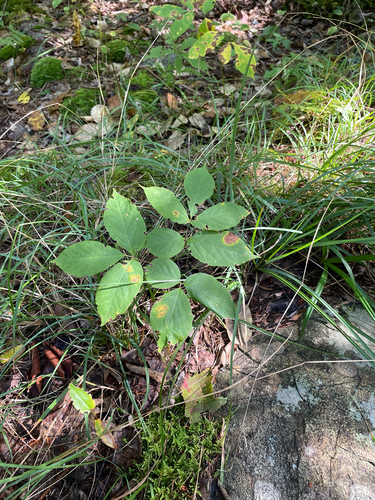 wild sarsaparilla