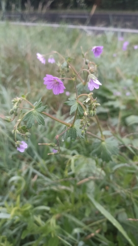 Hedgerow Crane's-bill