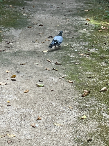 Rock Pigeon