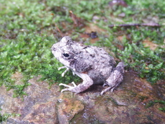 Engystomops pustulatus