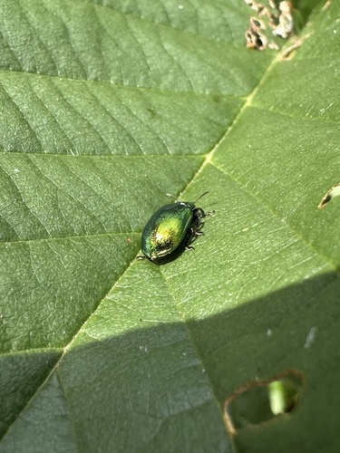 Plagiosterna aenea