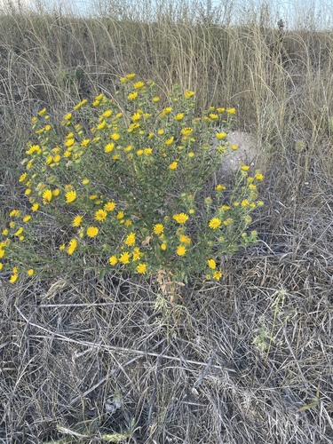 Curlycup Gumweed