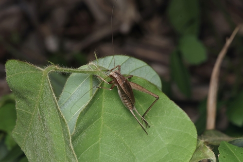 Japanese Pine Cricket