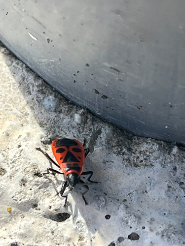 European Firebug