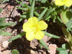 Portulaca mexicana