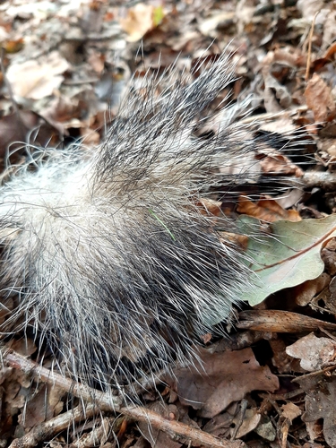 European Badger