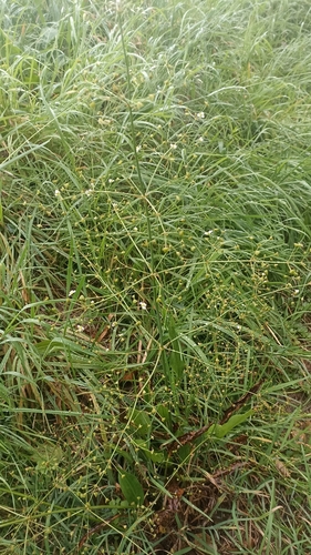 European Water-plantain