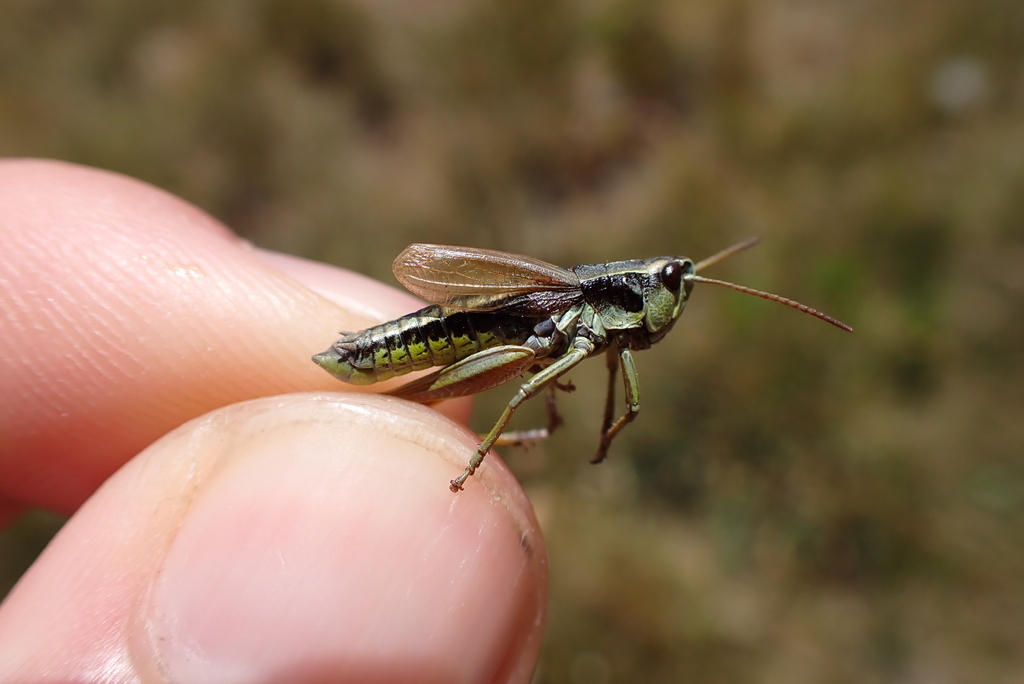 Podismopsis kristini