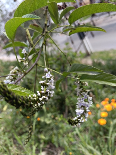Otholobium glandulosum, 2026-09-11