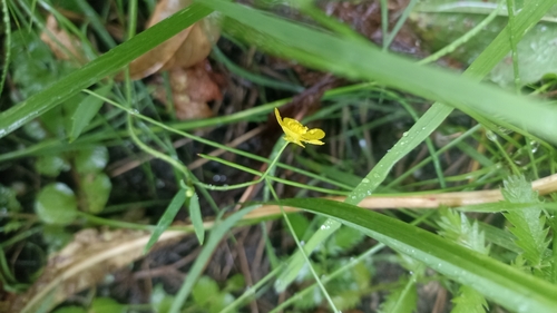 Lesser Spearwort