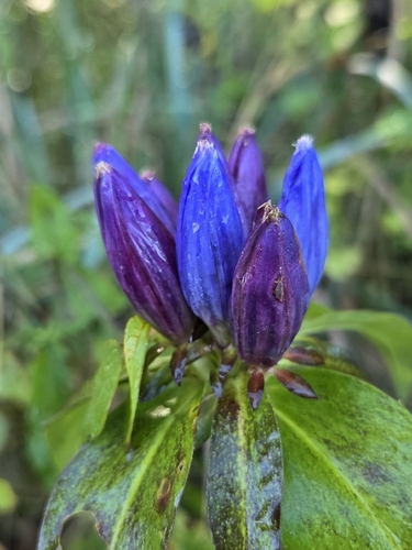 closed bottle gentian